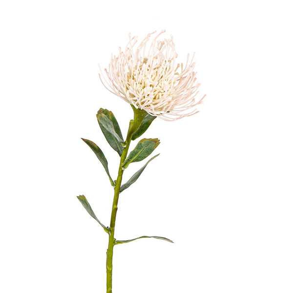 Florabelle - Protea Stem 61cm